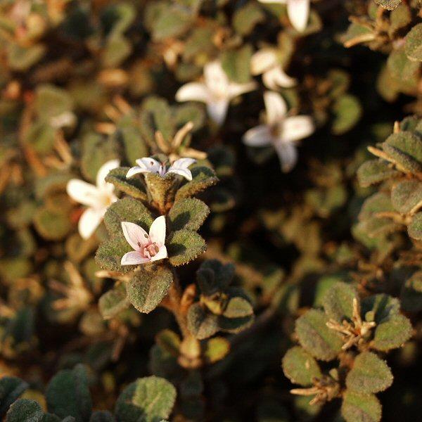 Image of Correa alba var. pannosa 'Western Pink Star'